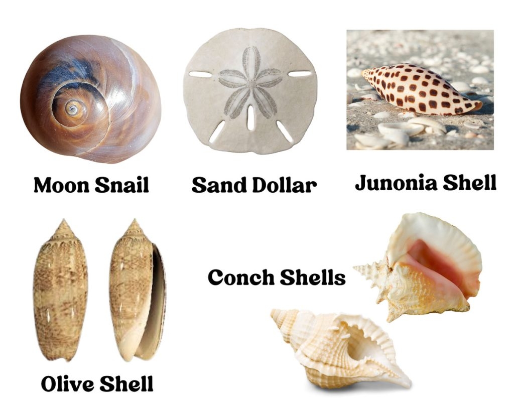 15 Best Shelling Beaches In Florida You Need To Visit