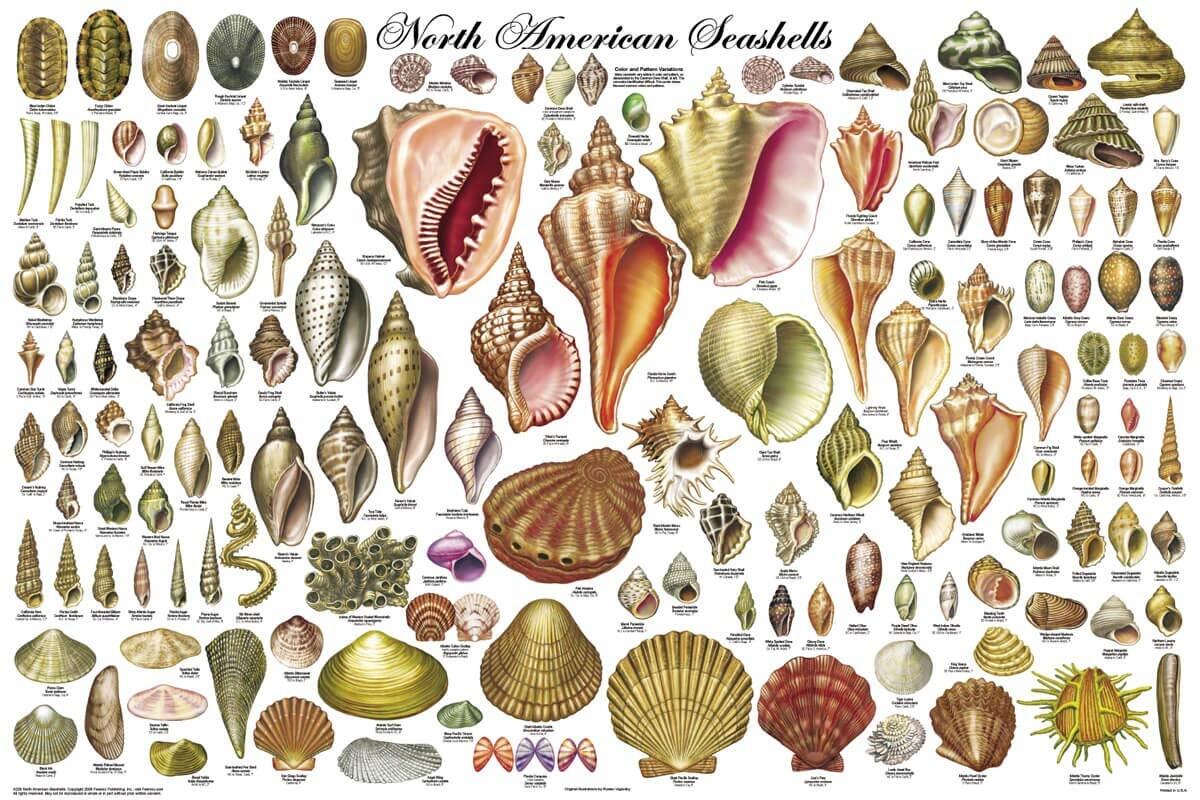 Amazon 123Posters 24x36 Laminated North American Sea Shells Educational Chart Poster Posters Prints Shells Of Sanibel And Captiva Sanibel Island Chamber Of Commerce