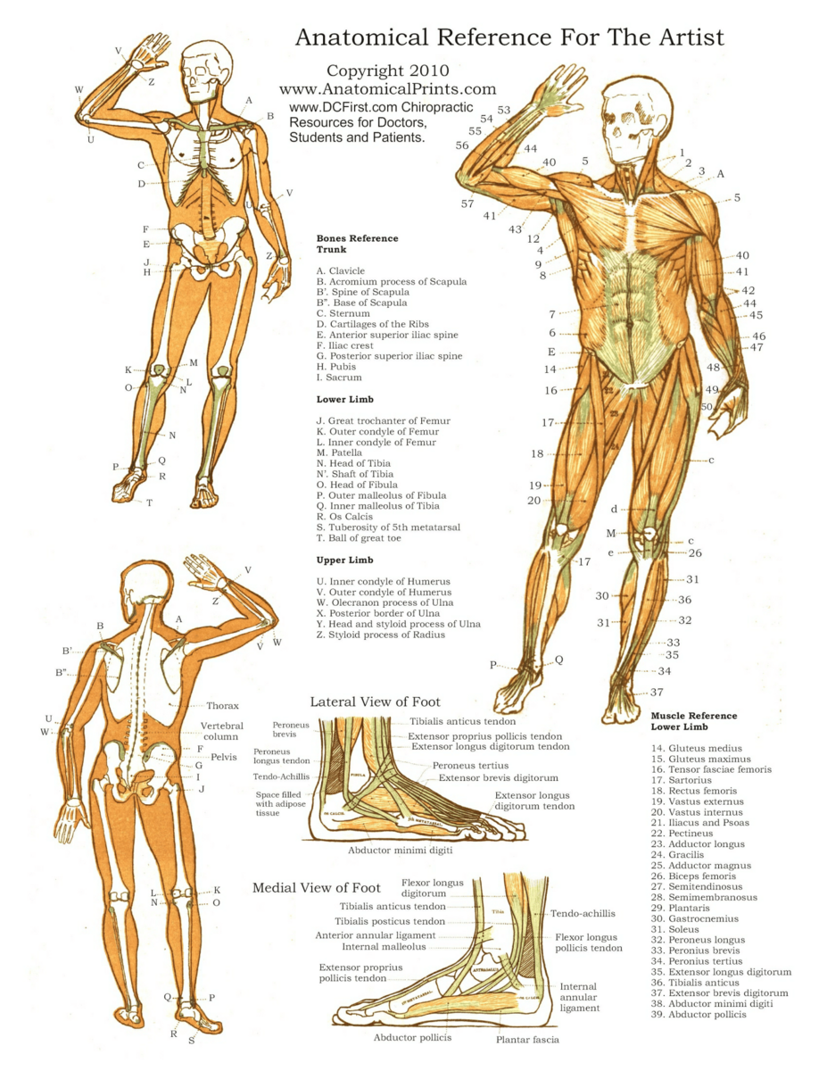 Anatomy Posters Poster Template Free Editable Printable Anatomy Poster Templates Canva