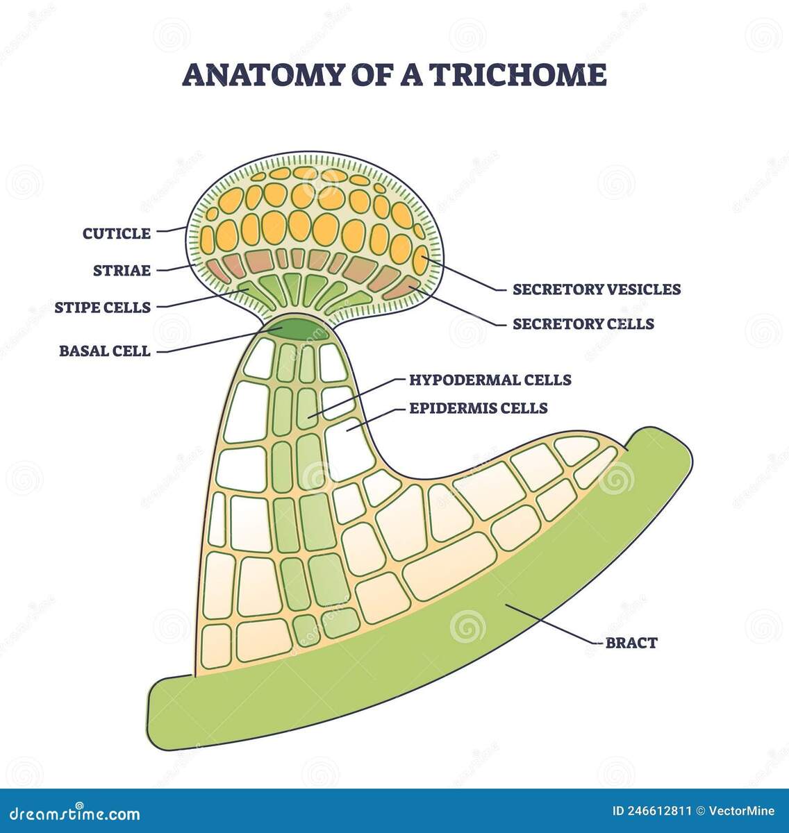 Biological Plant Stock Illustrations 24 635 Biological Plant Stock Illustrations Vectors Clipart Dreamstime Page 22 Biological Plant Stock Illustrations 24 635 Biological Plant Stock Illustrations Vectors Clipart Dreamstime Page 22