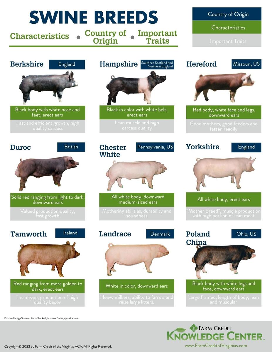 Breed Series Farm Credit Of The Virginias Breed Series Farm Credit Of The Virginias