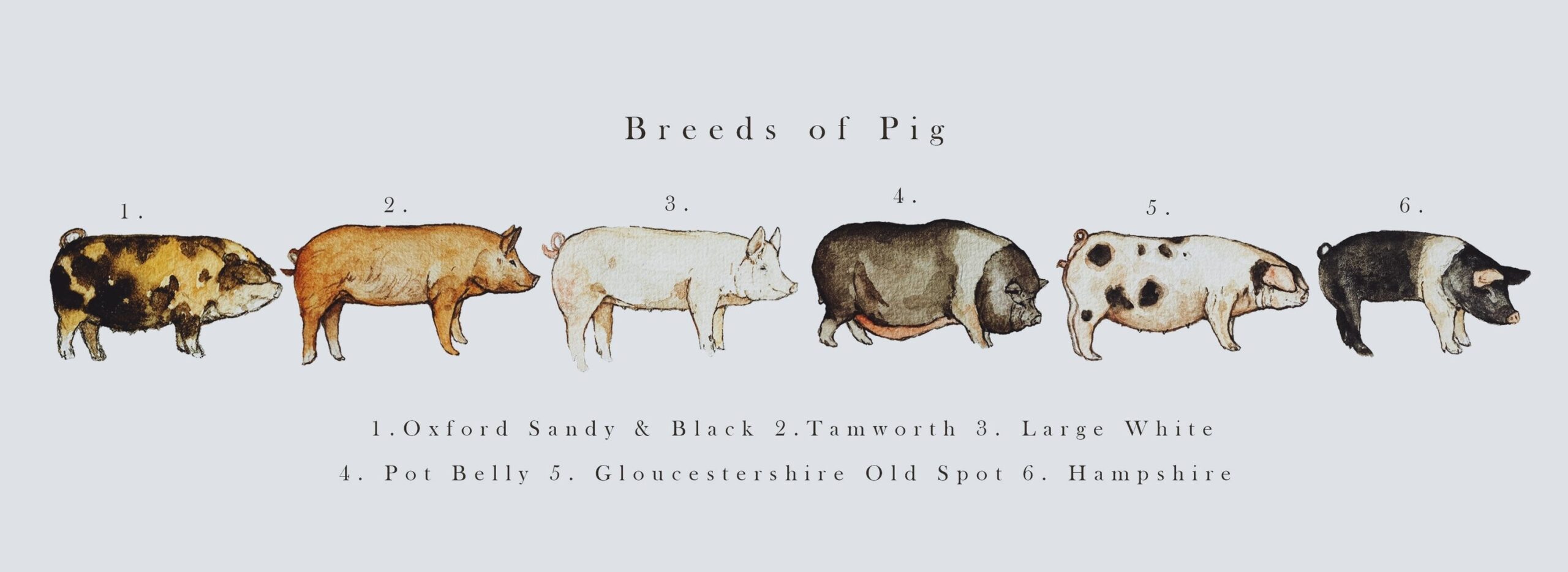 Breeds Of Pig Illustration Print Etsy Ireland Breeds Of Pig Illustration Print Etsy Ireland