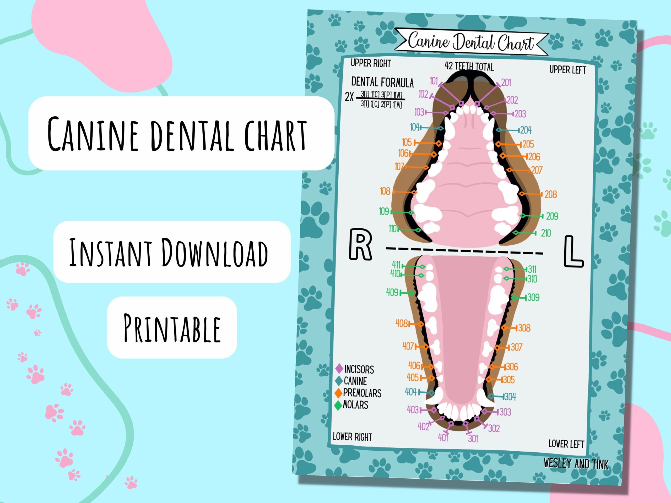 Canine Dental Chart DIGITAL DOWNLOAD Printable Poster Reference Card Study Vet Veterinary Etsy Canine Dental Chart DIGITAL DOWNLOAD Printable Poster Reference Card Study Vet Veterinary Etsy