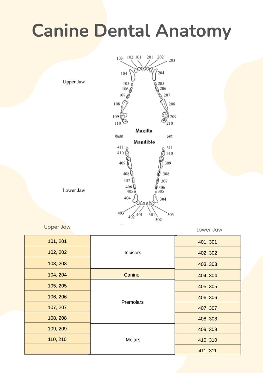 Canine Dental Chart In Illustrator PDF Download Template Canine Dental Chart DIGITAL DOWNLOAD Printable Poster Reference Card Study Vet Veterinary Etsy