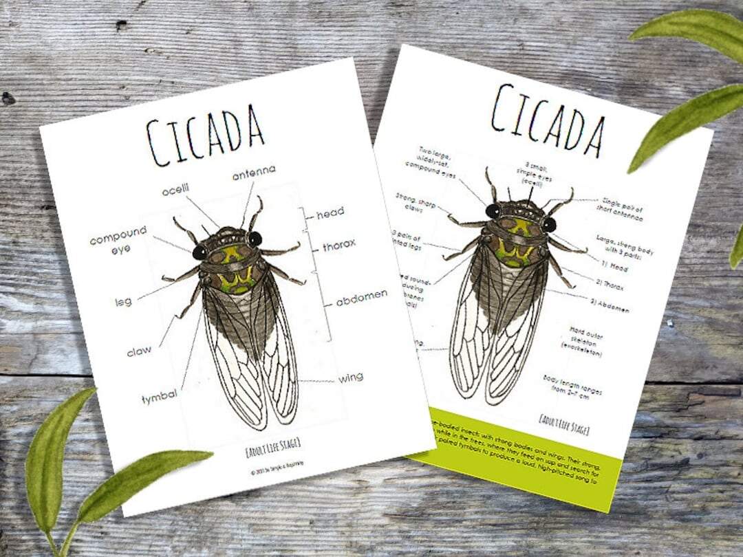 Cicada Anatomy Pack Homeschool Printable Nature Study Etsy