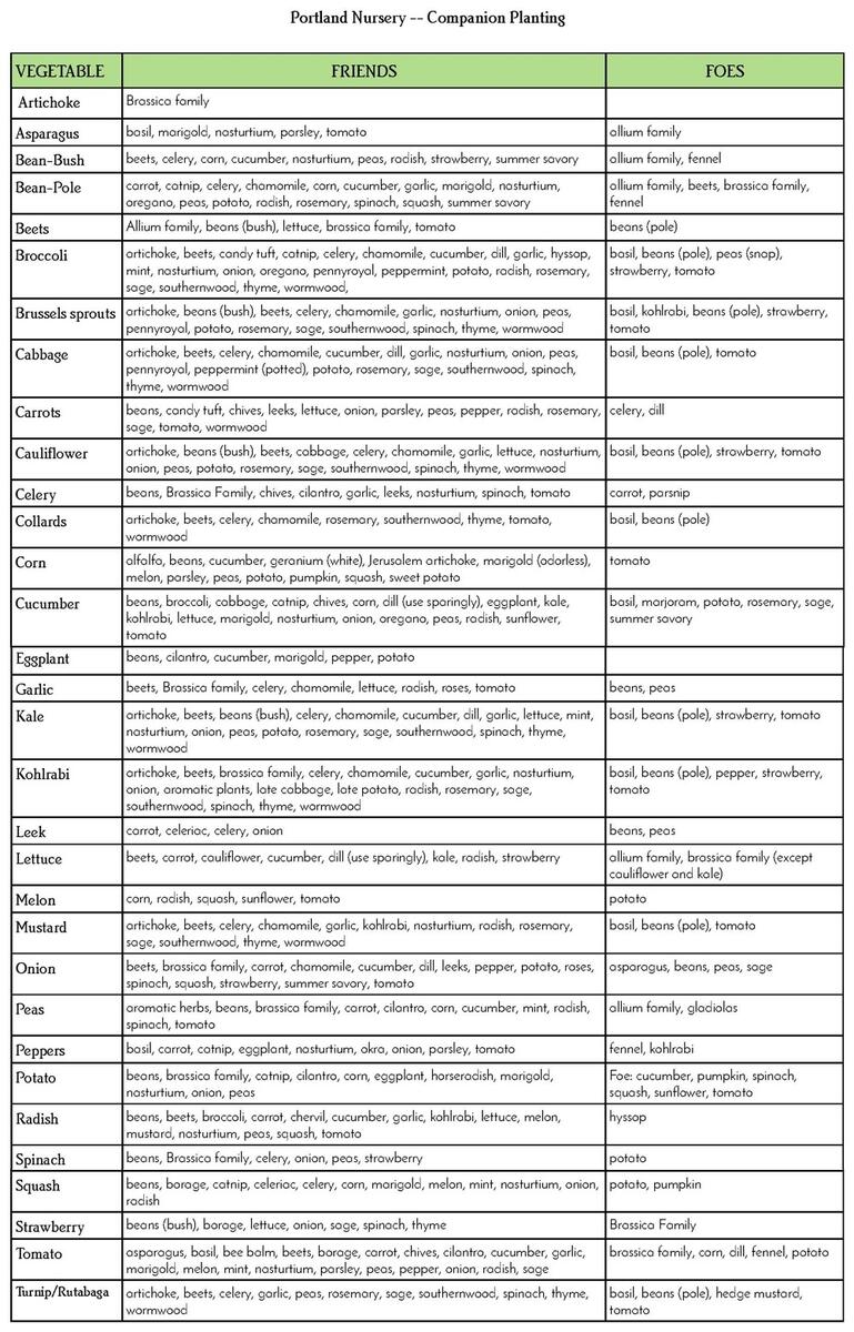Companion Planting Portland Nursery Companion Planting Chart For Popular Vegetables In PDF Illustrator Download Template