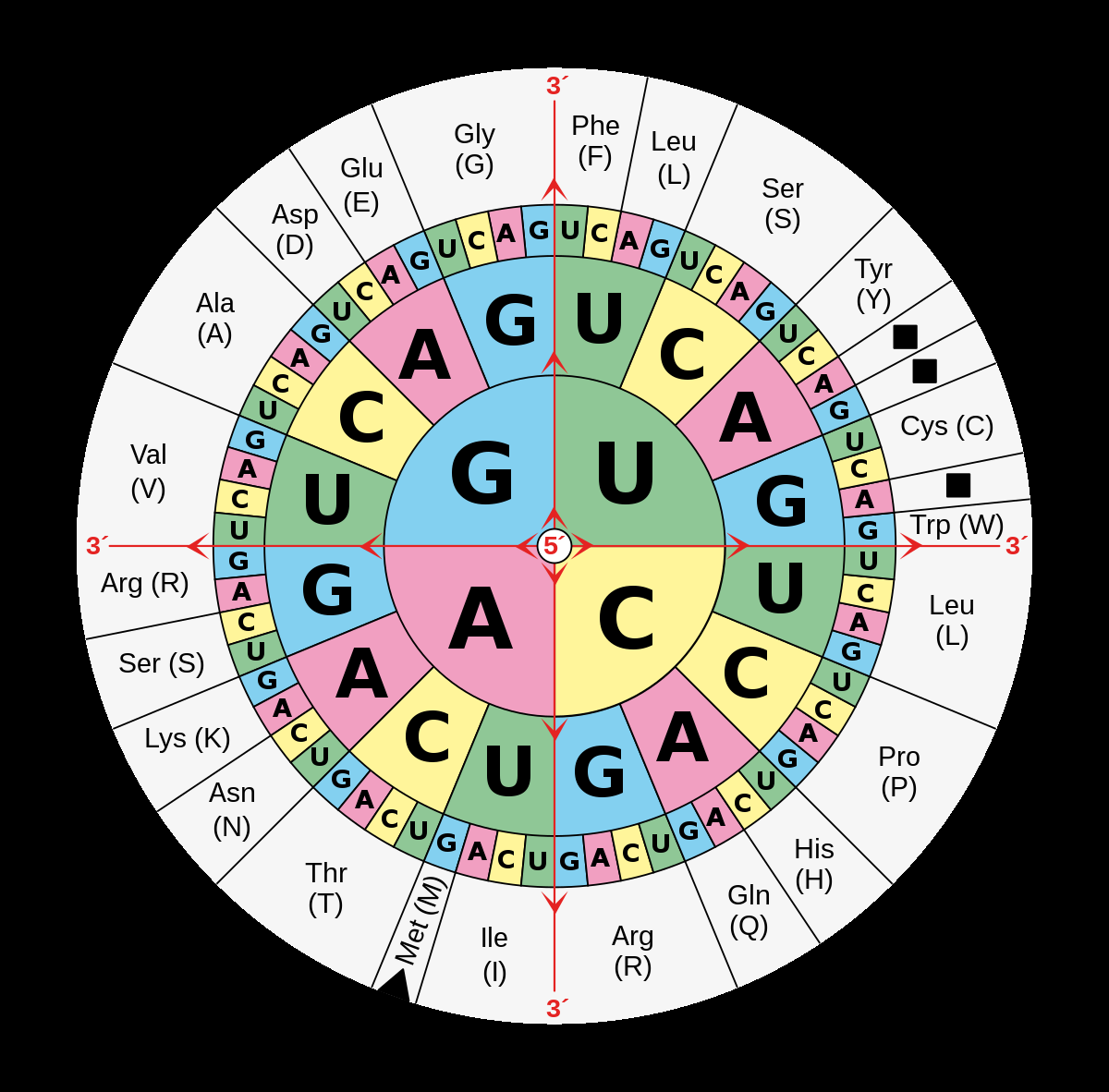 DNA And RNA Codon Tables Wikipedia