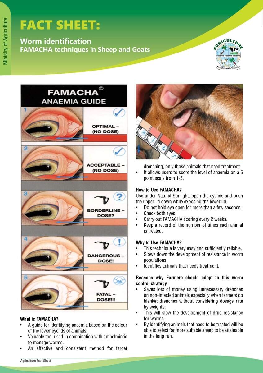 Fact Sheet On Worm Identification FAMACHA Techniques In Sheep And Goats Sheep Emergency Charts Dewormer Coccidia OTC Antibiotic Quick Charts FAMACHA Etsy