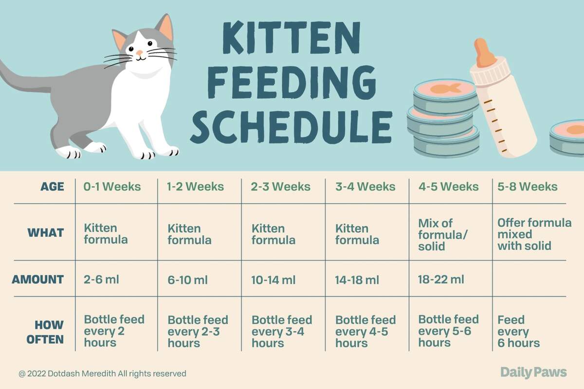 Custom Cat Feeding Schedule Personalized Printable Planner PDF Download Etsy