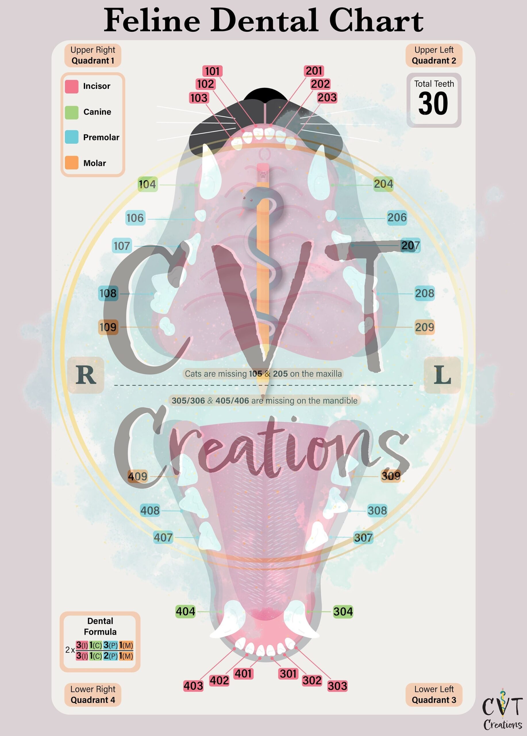 Feline Dental Chart Digital Download Etsy Feline Dental Chart Digital Download Etsy
