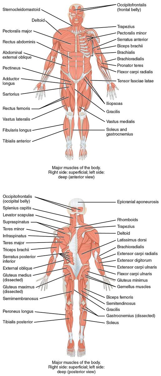 File 1105 Anterior And Posterior Views Of Muscles Jpg Wikimedia Commons