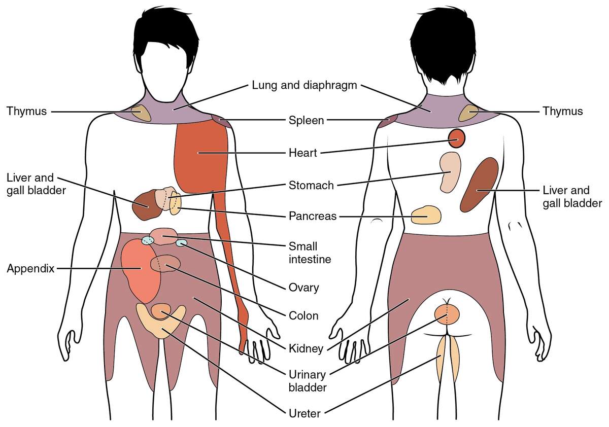 File 1506 Referred Pain Chart Jpg Wikimedia Commons File 1506 Referred Pain Chart Jpg Wikimedia Commons