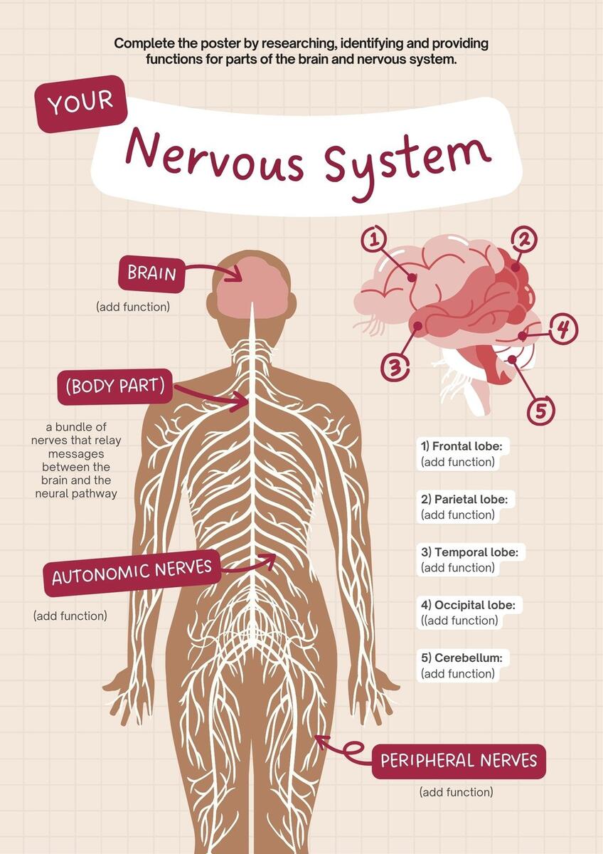 Free Editable Printable Anatomy Poster Templates Canva Interactive Guide To The Nervous System Innerbody