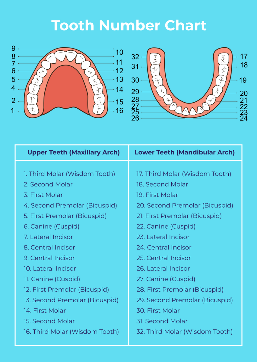 Free Tooth Chart Templates Editable And Printable Tooth Number Chart Printable PDF Mashup Math