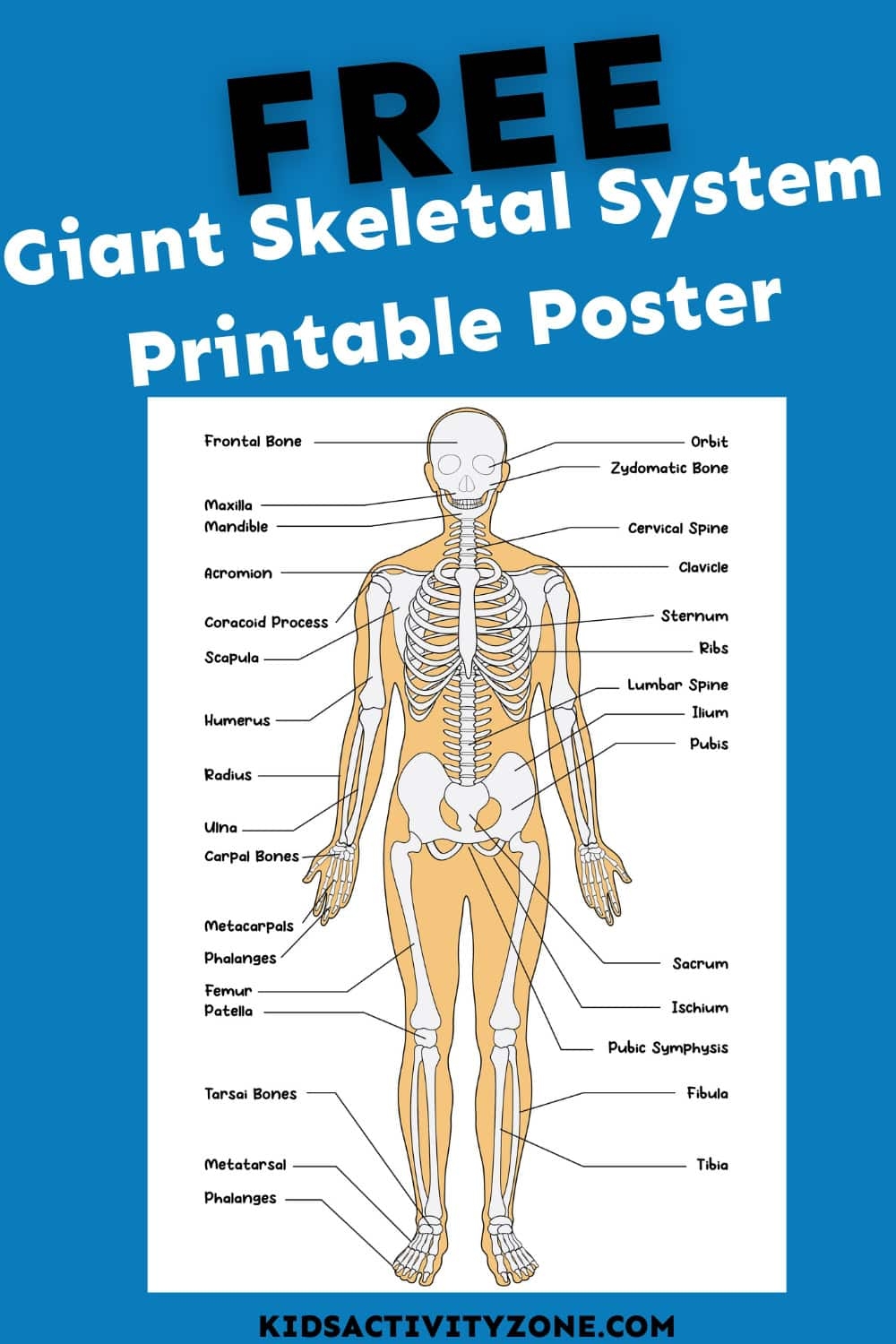 Giant Skeletal System Printable Poster Kids Activity Zone Giant Skeletal System Printable Poster Kids Activity Zone
