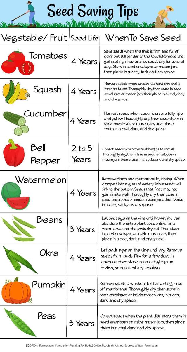 How To Store Seeds And Why PLUS Free Printable Chart