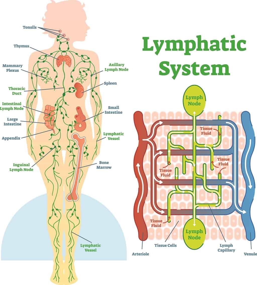 Human Lymphatic System Human Lymphatic System