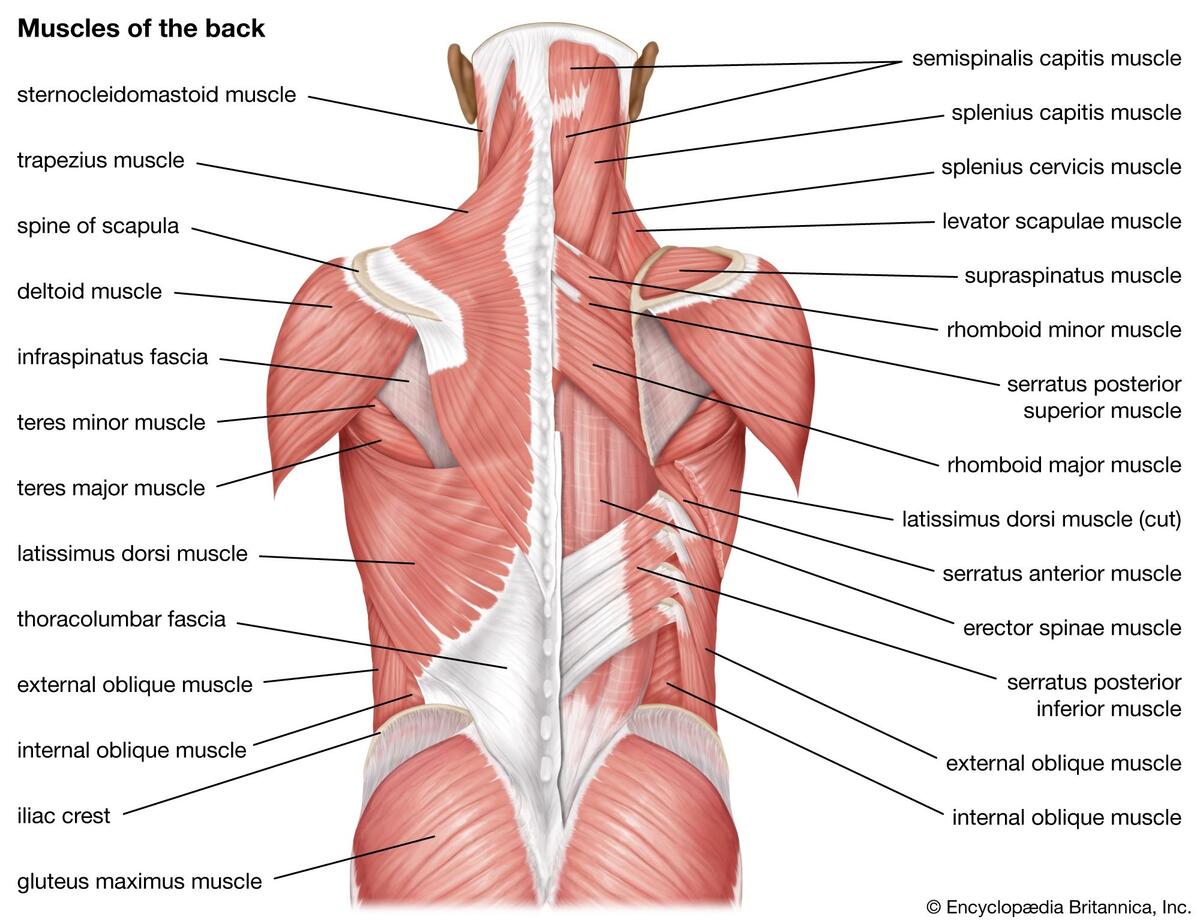 Human Muscle System Functions Diagram Facts Britannica