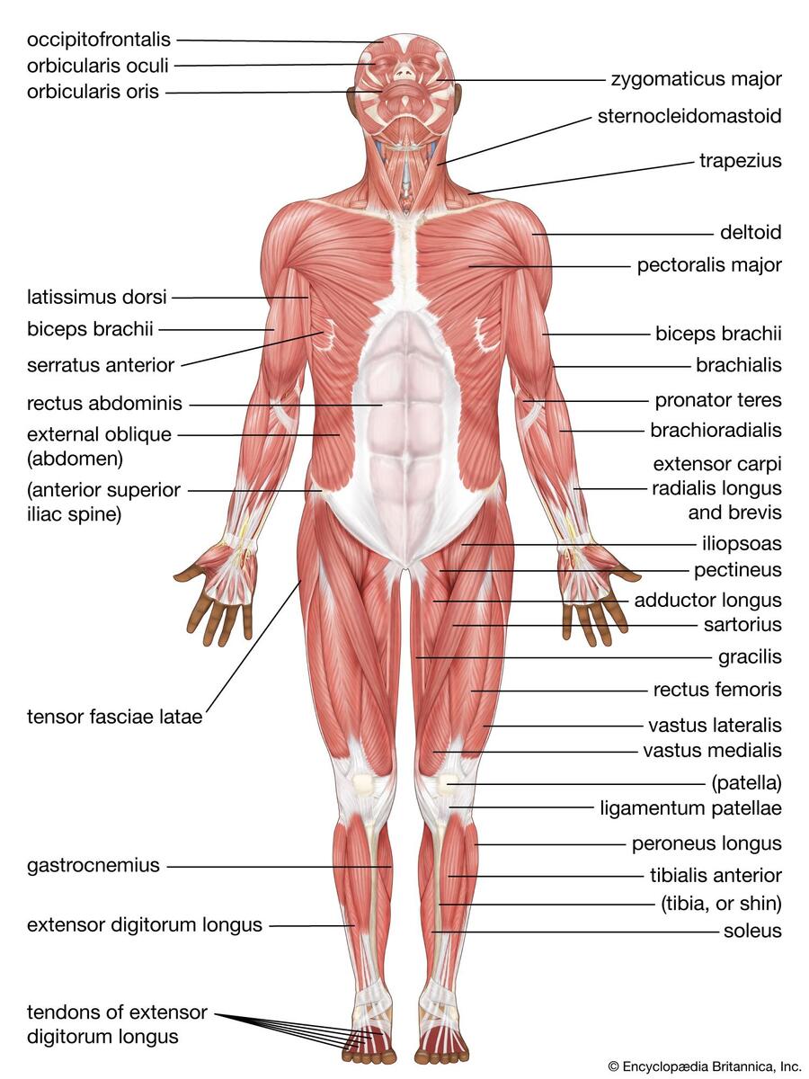 File 1105 Anterior And Posterior Views Of Muscles Jpg Wikimedia Commons