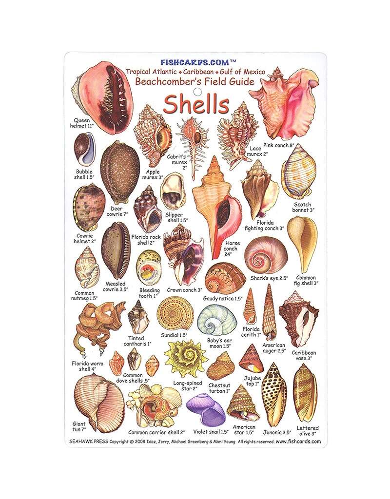 ID Shell Card Force E Scuba Centers