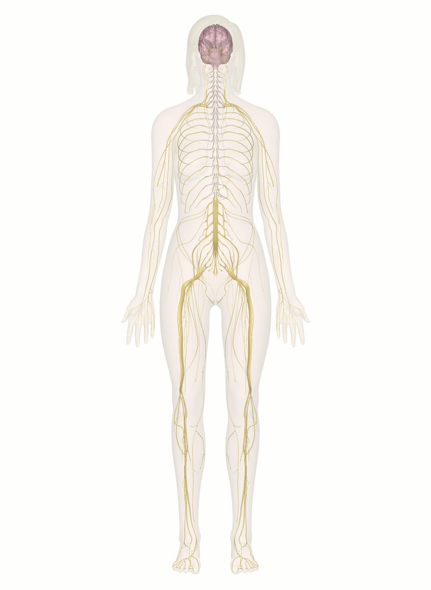 Interactive Guide To The Nervous System Innerbody Interactive Guide To The Nervous System Innerbody