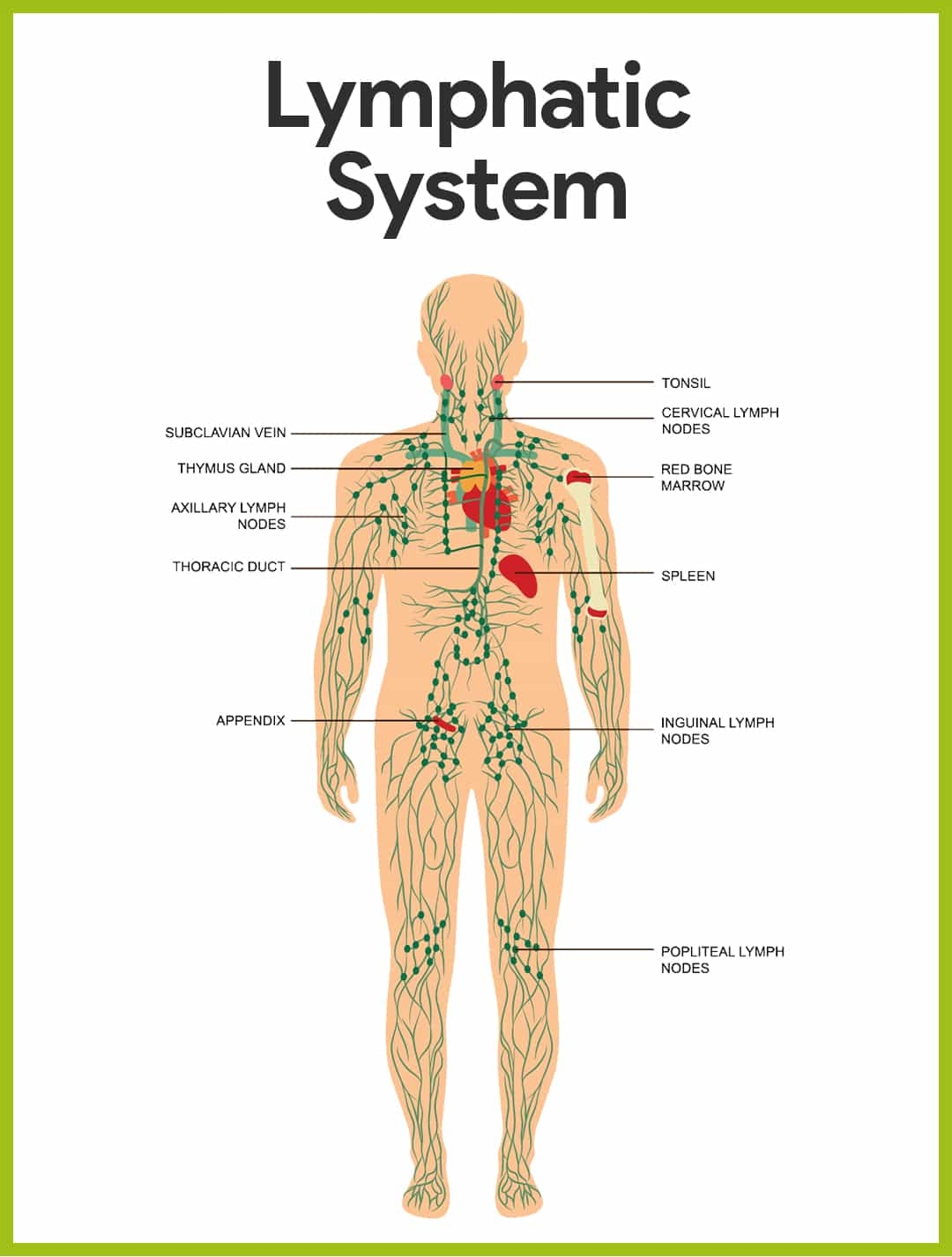 Lymphatic System Anatomy And Physiology Nurseslabs Lymphatic System Anatomy And Physiology Nurseslabs