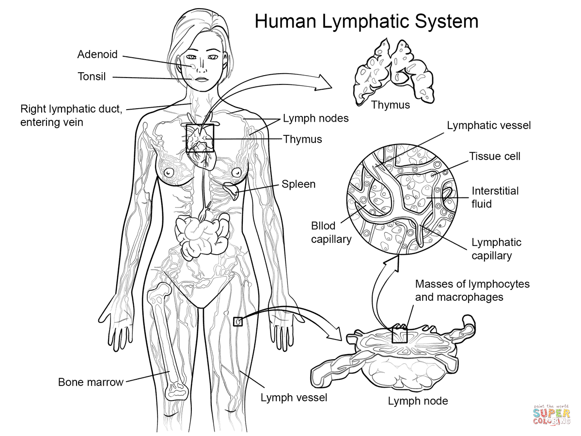 Lymphatic System Coloring Page Free Printable Coloring Pages Human Lymphatic System