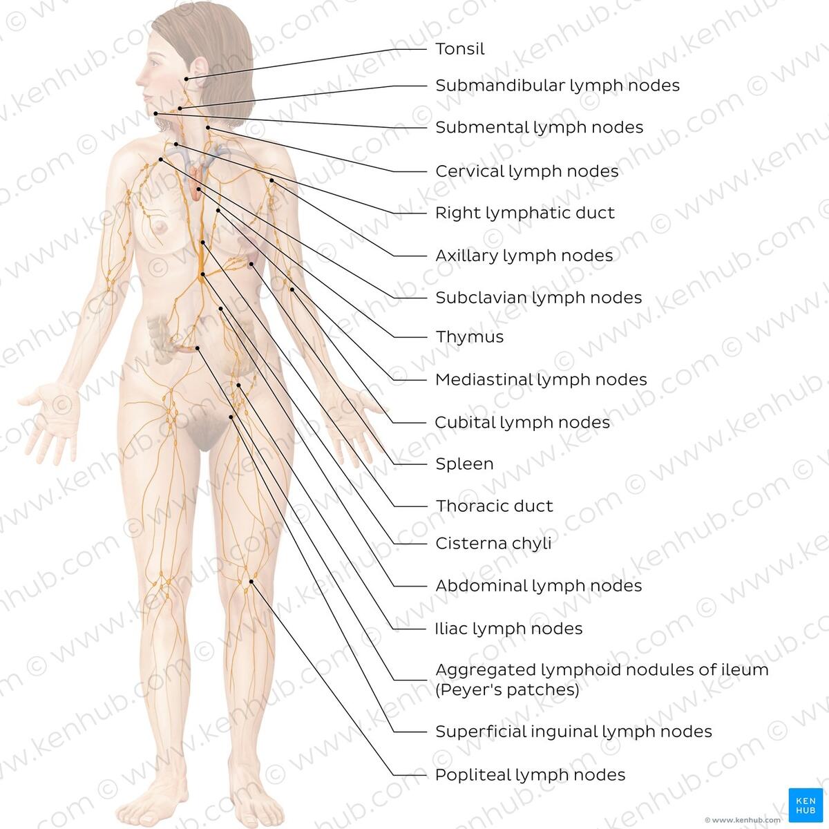 Lymphatic System Quizzes And Free Diagram Worksheets Kenhub
