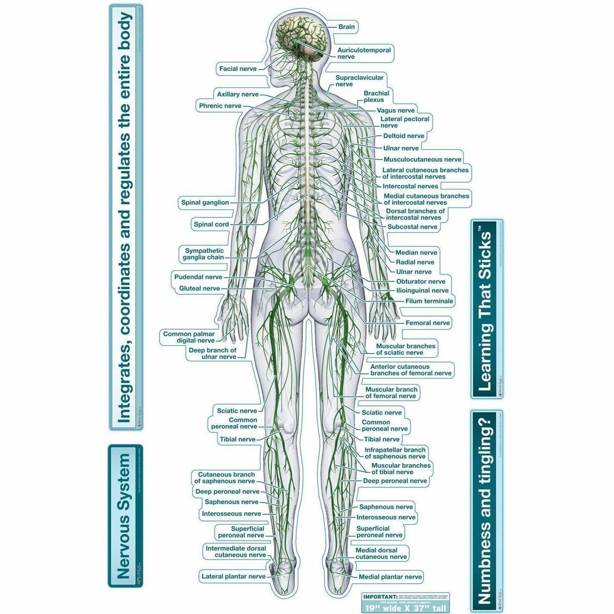 Nervous System Rear View Labeled Removable Wall Graphic Chiro1Source Nervous System Rear View Labeled Removable Wall Graphic Chiro1Source