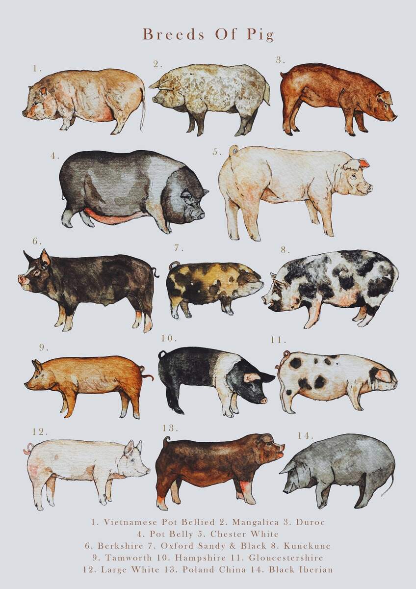 Pig Breeds Etsy Singapore