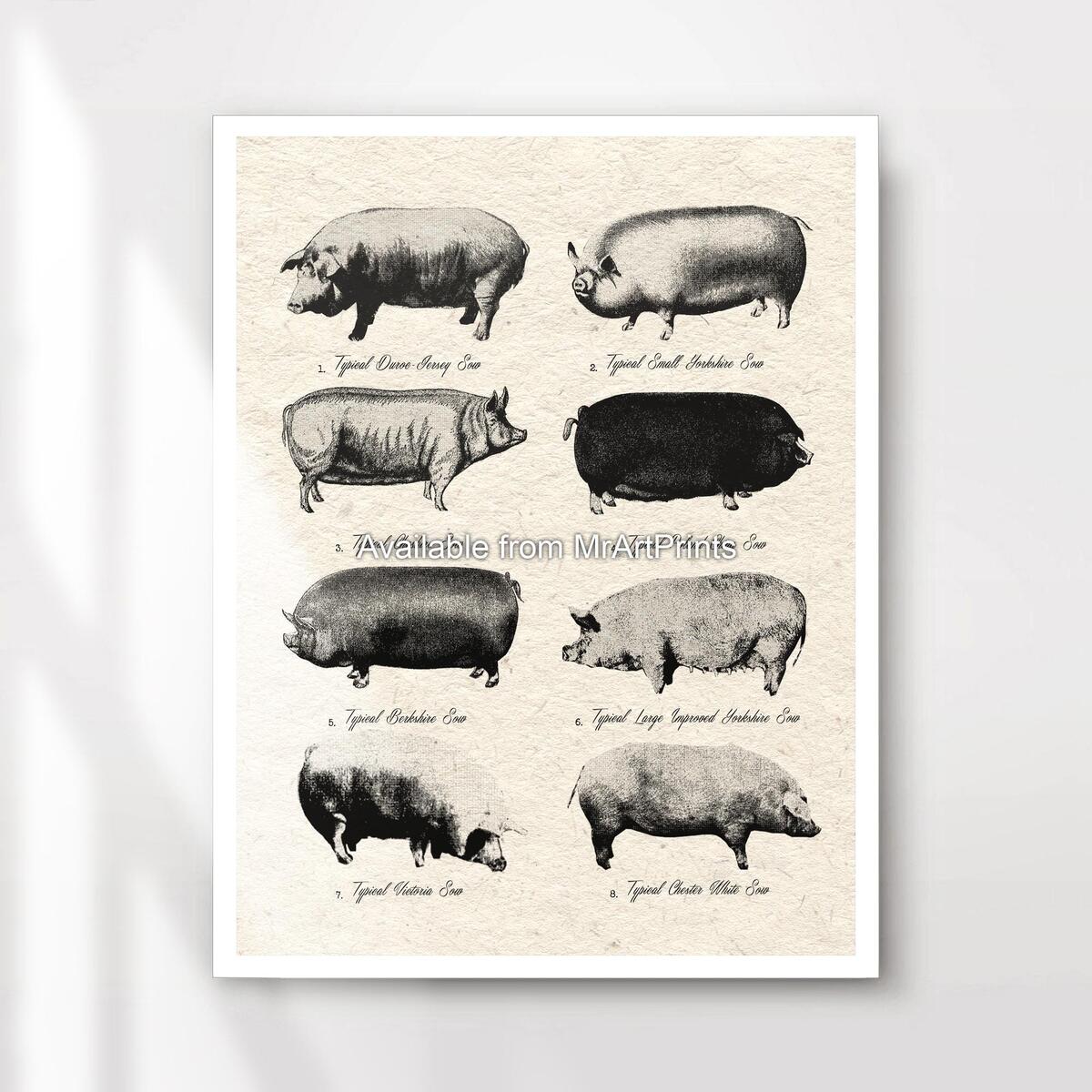 Pig Breeds Illustrated Chart Art Print Poster Wall Picture Vintage Farm Black And White Themed Decor A4 A3 A2 A1 PRINTED ANY SIZE Etsy Breed Series Farm Credit Of The Virginias