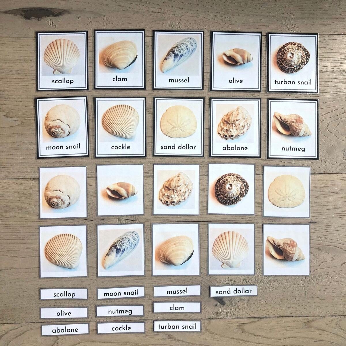 Seashells Flash Cards Ocean Montessori Nomenclature Three Part Cards Educational Printable Preschool Kindergarten Homeschool Etsy Finland Seashells Flash Cards Ocean Montessori Nomenclature Three Part Cards Educational Printable Preschool Kindergarten Homeschool Etsy Finland