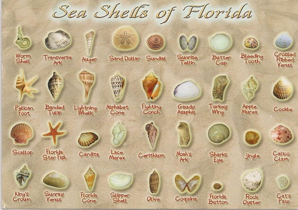 Shells Of Florida Gulf Coast