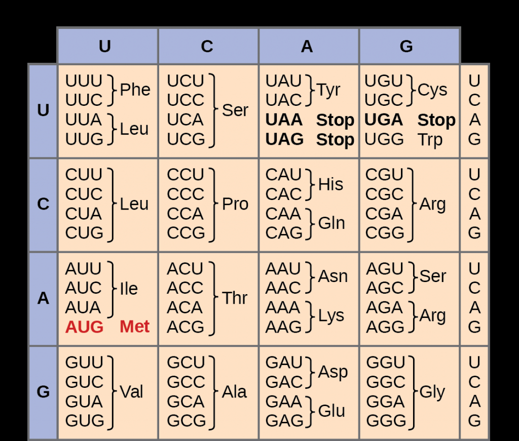 The Genetic Code MHCC Biology 112 Biology For Health Professions