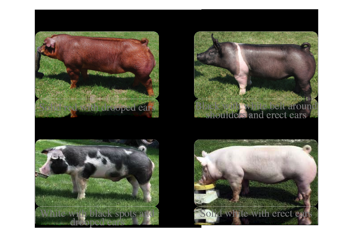 This Little Pig Curriculum Matrix National Agriculture In The Classroom This Little Pig Curriculum Matrix National Agriculture In The Classroom