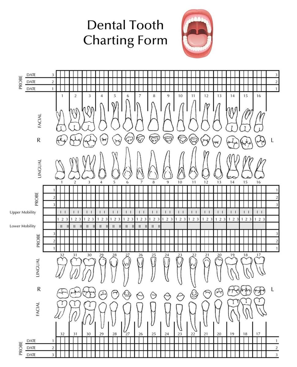 Tooth Chart Full Sheet 15 Free PDF Printables Printablee Tooth Chart Full Sheet 15 Free PDF Printables Printablee