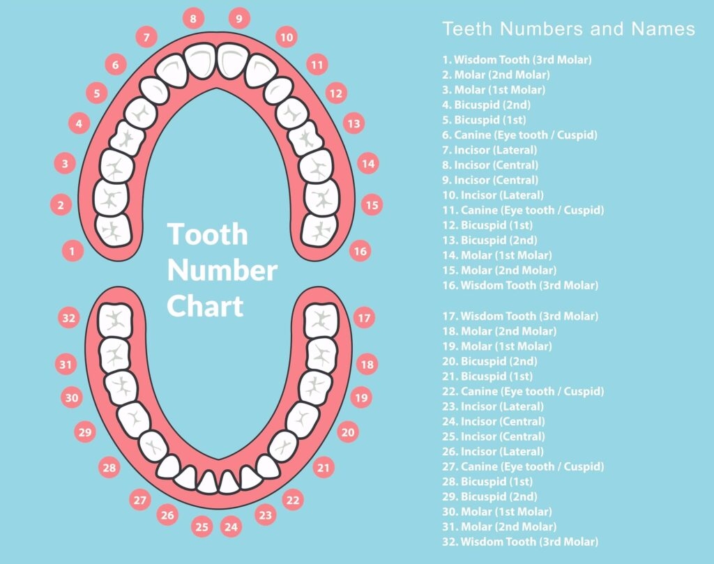 Tooth Chart Tooth Numbers And Name Chart For Adults Children Tooth Chart Tooth Numbers And Name Chart For Adults Children