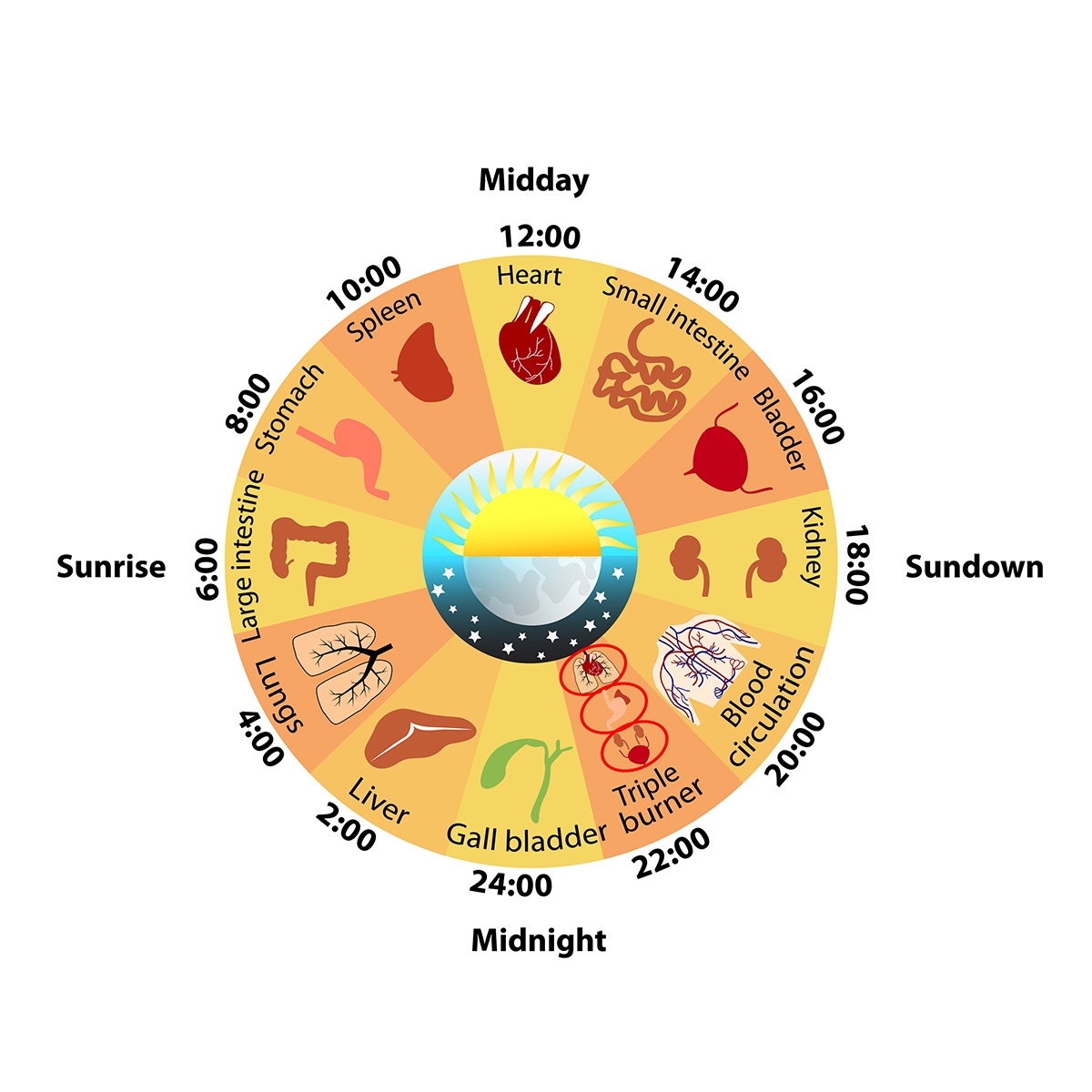 What Is The Chinese Circadian Clock Tao To Wellness What Is The Chinese Circadian Clock Tao To Wellness