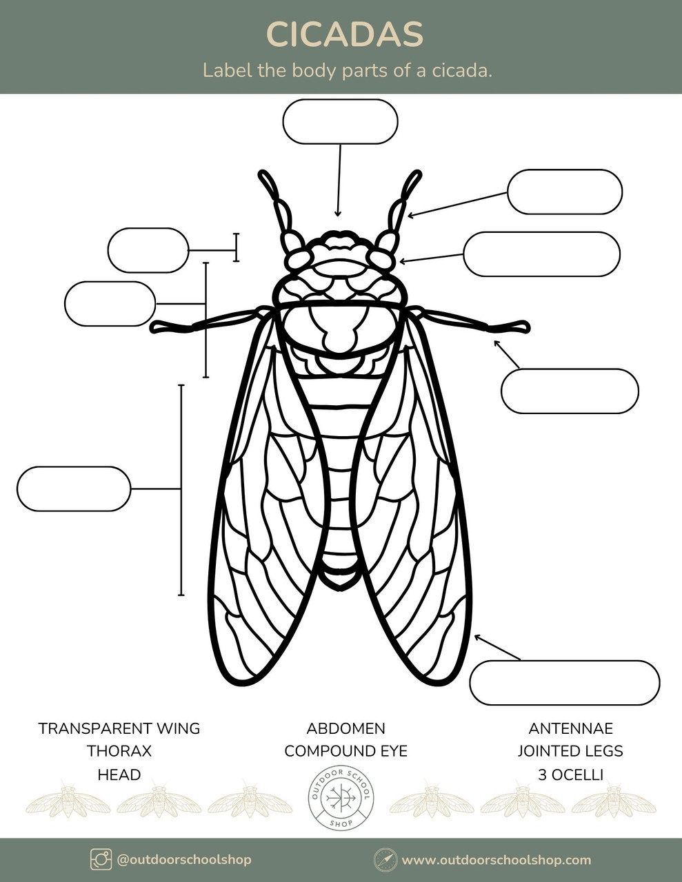 Cicada Sound Shell Life Cycle Map Facts Britannica