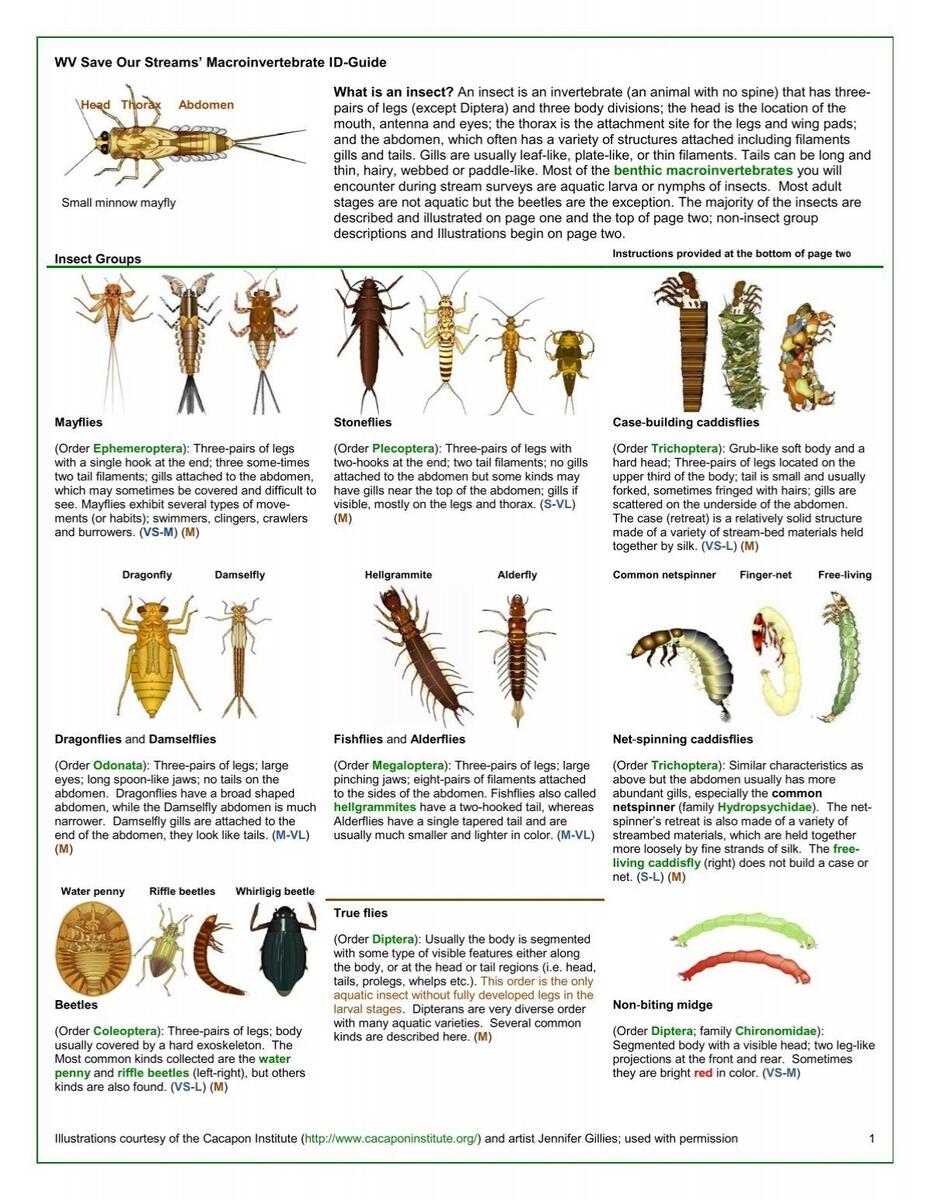 WV Save Our Streams Macroinvertebrate ID Guide What Is An